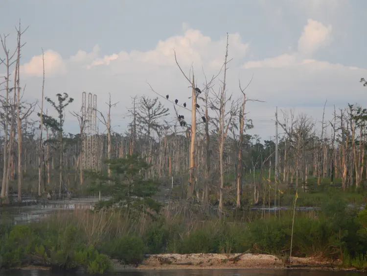 bayou.jpg